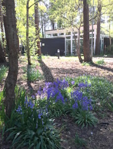 Bluebells outside the library