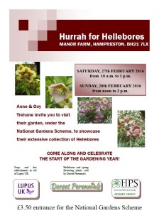 Hellebore Poster