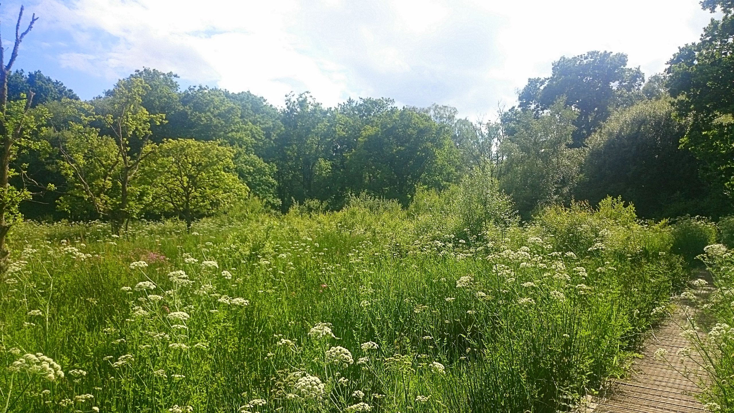 View of Leigh Common